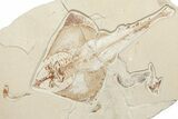 13.5" Cretaceous Ray (Rhombopterygia) Fossil With Fish & Shrimp - #201862-1